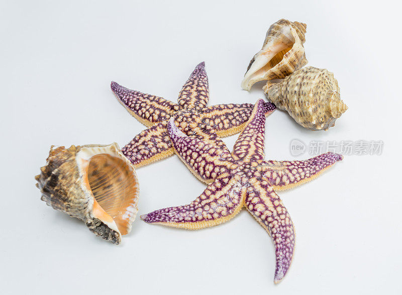 海螺海星
