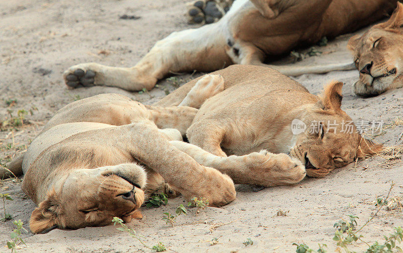 狮群，一群在大草原上睡觉休息的母狮