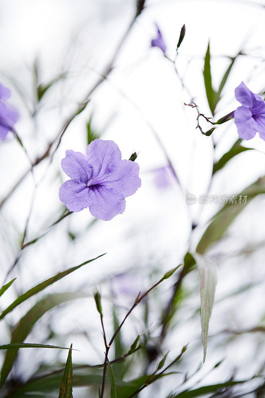 紫色兰花背景的特写，户外