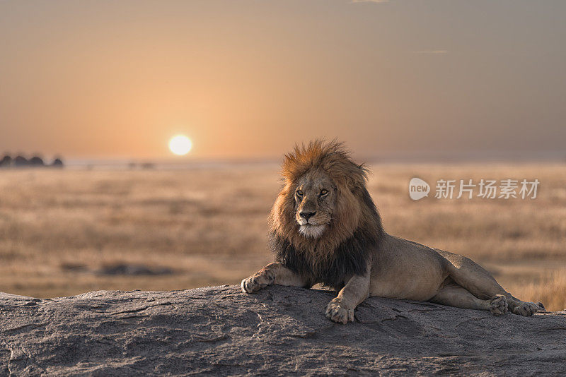 一只雄狮正坐在岩石上，看着他的土地。