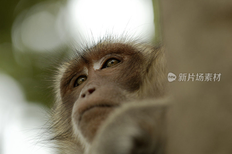 猴子在树上睡觉