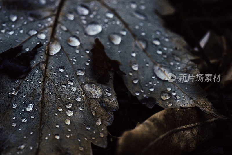 雨滴落在树叶上