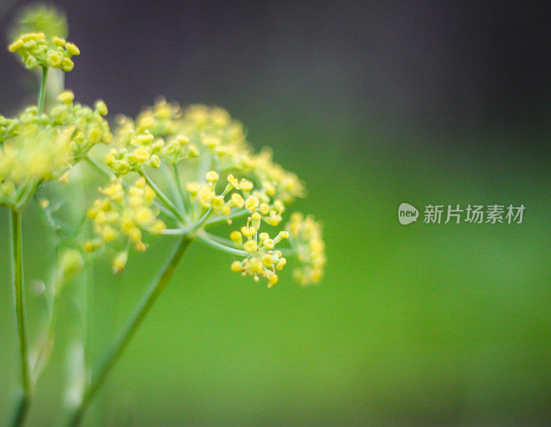 香草花园茴香花