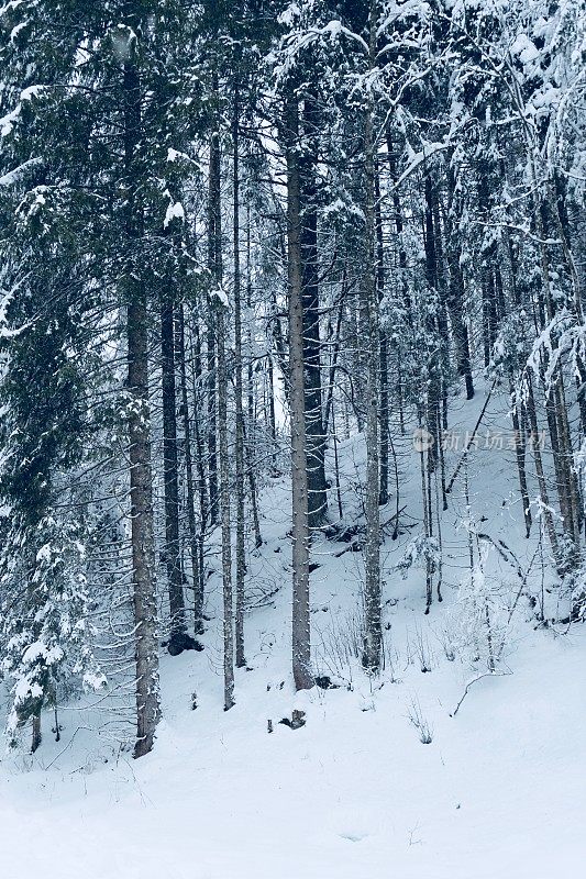 在欧洲阿尔卑斯山脉，冰雪覆盖的冬季景观和森林