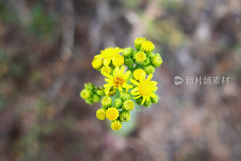 微小的野花