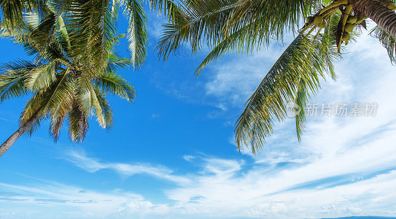 椰子树和蓝天背景
