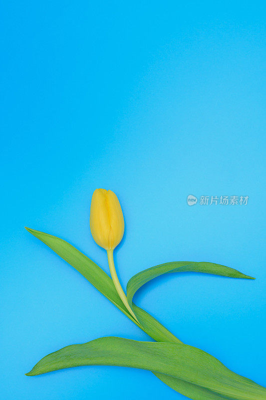 一个新鲜的黄色郁金香在蓝色柔和的背景。