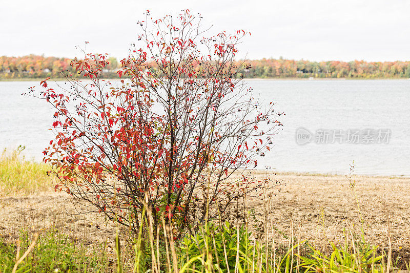 秋天在湖岸的Cotoneaster灌木