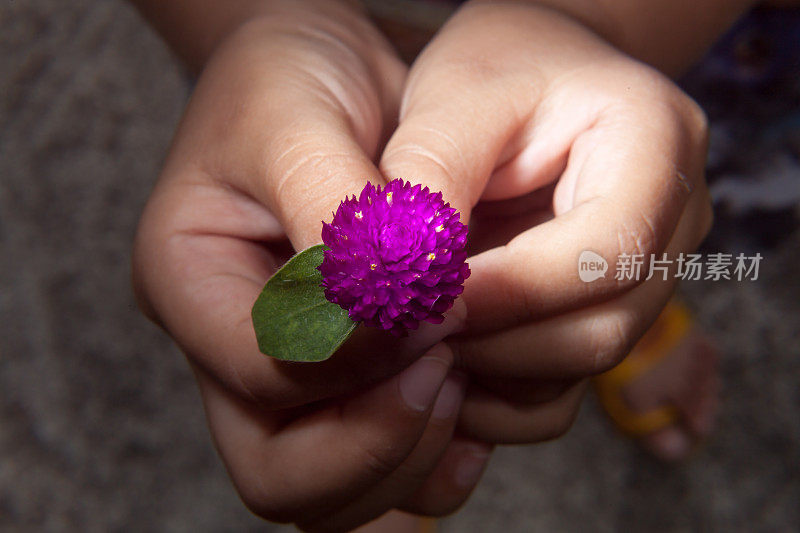 一个孩子捧着紫色的花