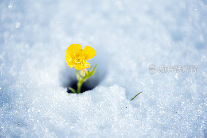 脆弱的黄花打破了白雪的覆盖