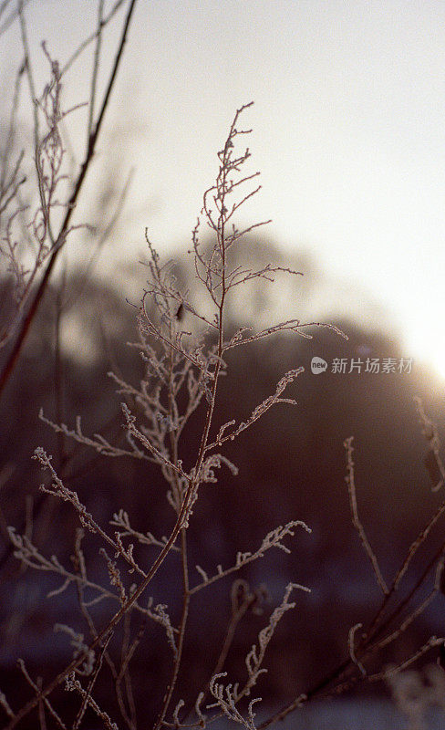 冬天的夕阳与灌木部分。拍摄电影