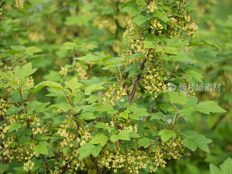 花园里盛开的红醋栗花