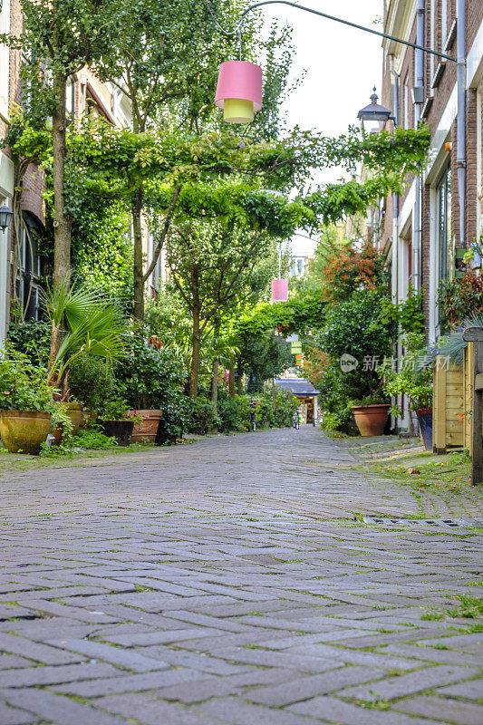 荷兰哈勒姆市的城市街道，有植物和花卉