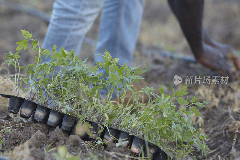 农民种植番茄苗