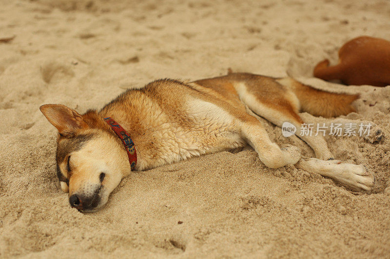 在海滩上睡觉的狗给亚洲带来了炎热的一天