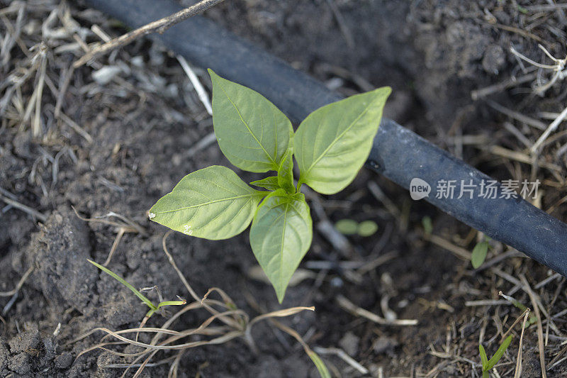 土壤中的小番茄植物