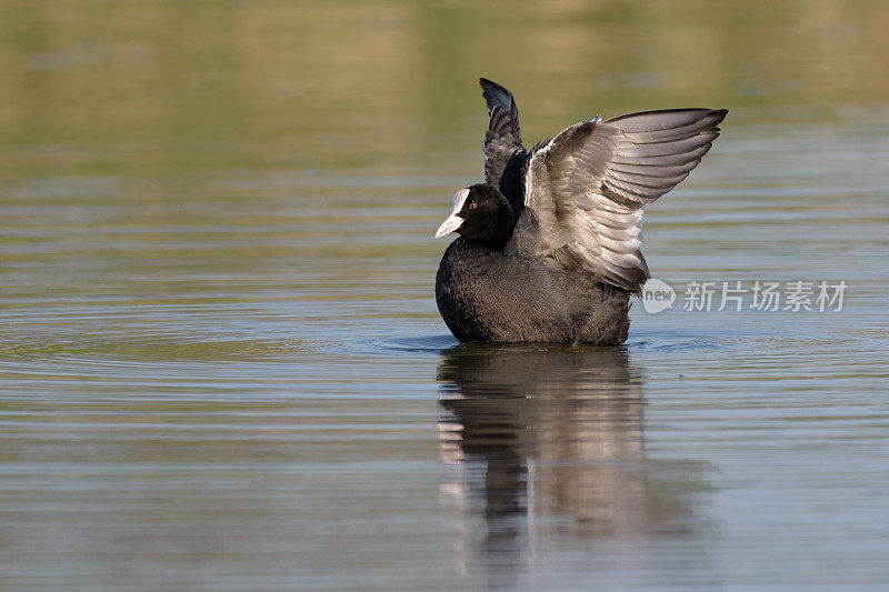 在湖上伸展翅膀的欧亚白骨顶鸟