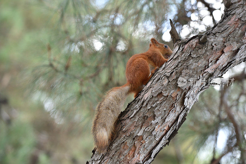 红毛松鼠坐在树上