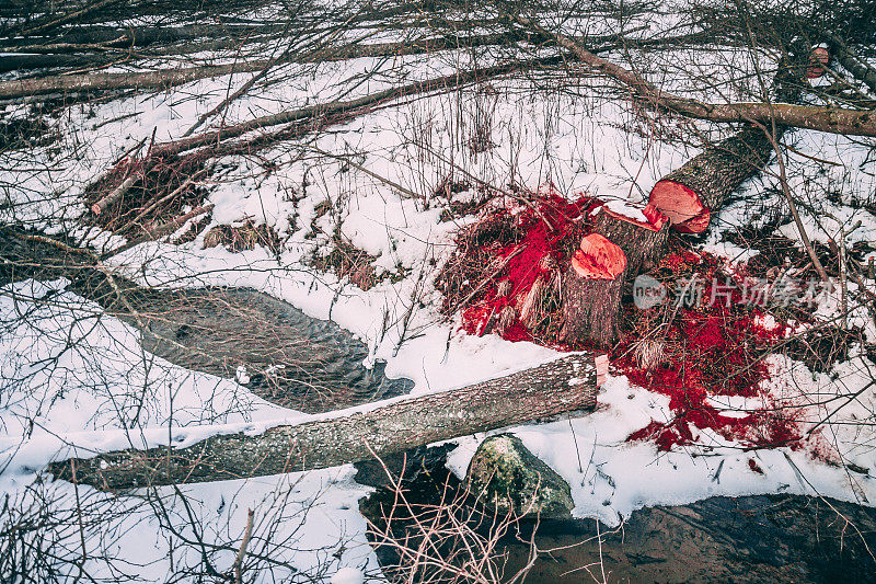 冬天，折叠的树躺在小溪里。红色的木屑和木屑，r
