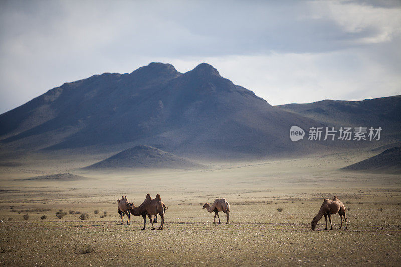 骆驼在蒙古