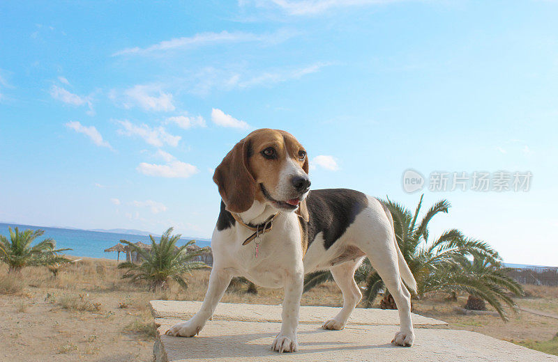 海边的小猎犬