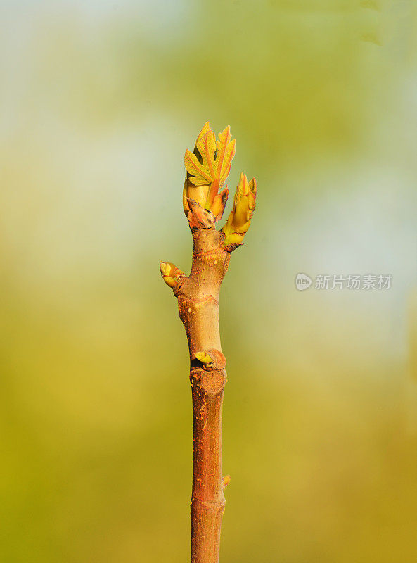 春天无花果树的树枝。