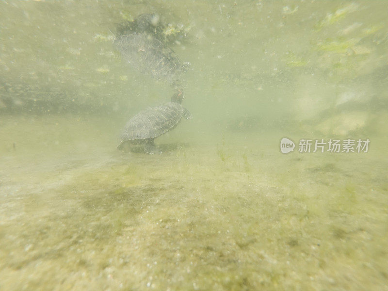 海龟在肮脏、泥泞的湖水表面呼吸。水下拍摄。