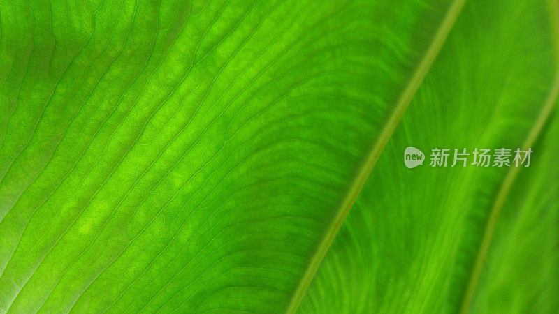 植物叶子的特写镜头