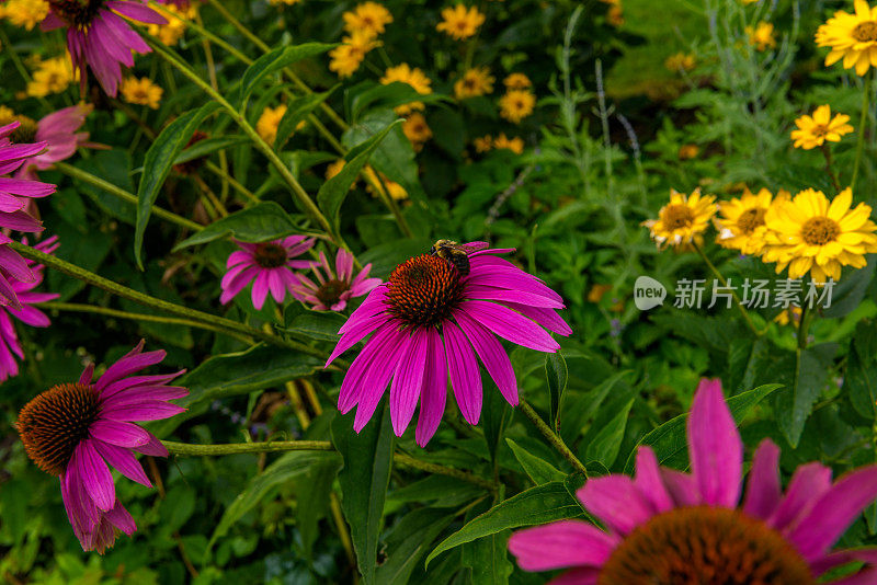 花园里的花和蜜蜂