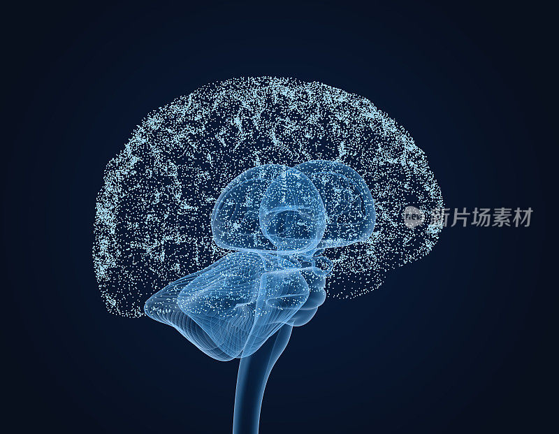 人脑x射线扫描，医学上精确的3D插图