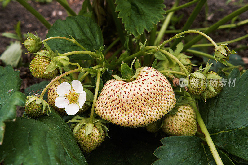 特写草莓灌木与浆果