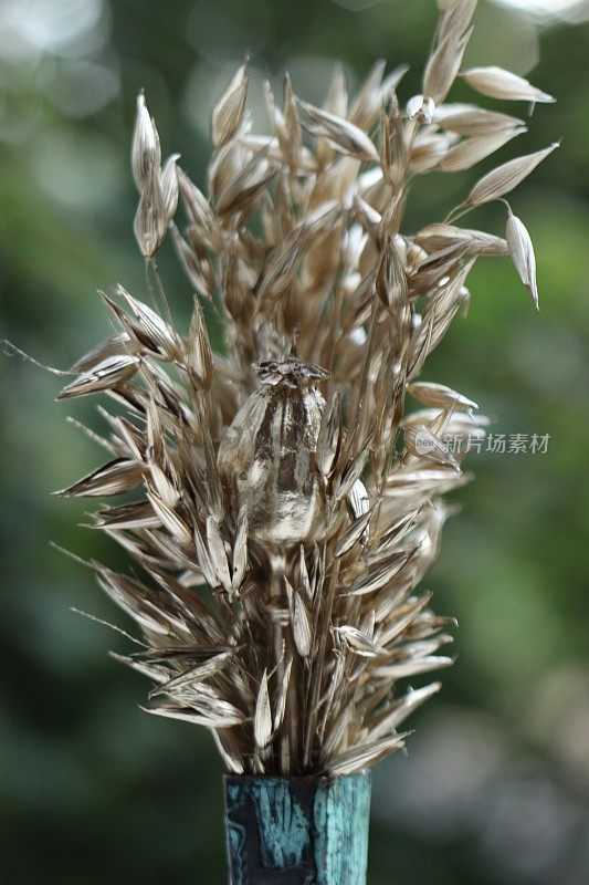 小麦草宏