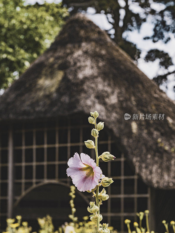 有机花园配种，不施用杀虫剂或人工肥料