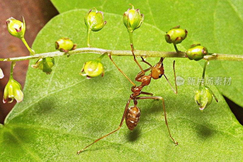 蚂蚁在野花树枝上伸腿。