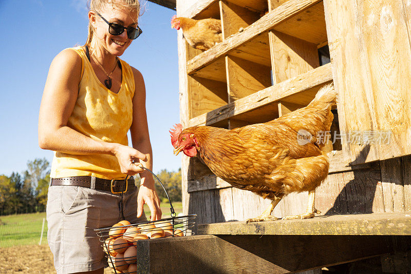 一个快乐的女农民收集有机鸡蛋。