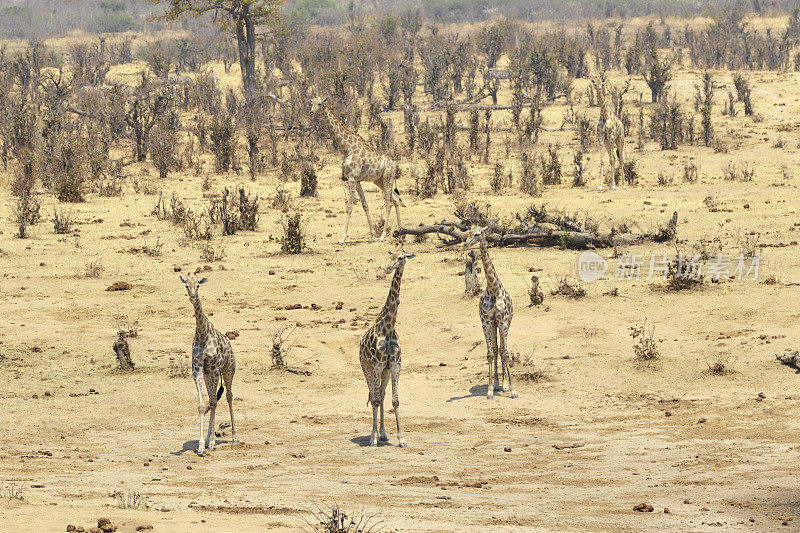 五只南部长颈鹿在津巴布韦万基国家公园的Masuma水坝上行走