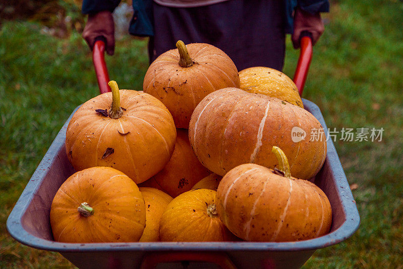 Pumpking在手推车