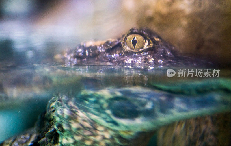 鱼缸水面上的鳄鱼眼，侧视图