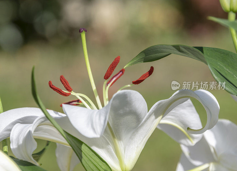 白色百合花上的红色花粉的特写