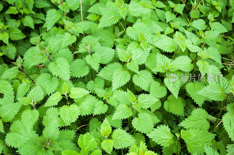 常见的小荨麻