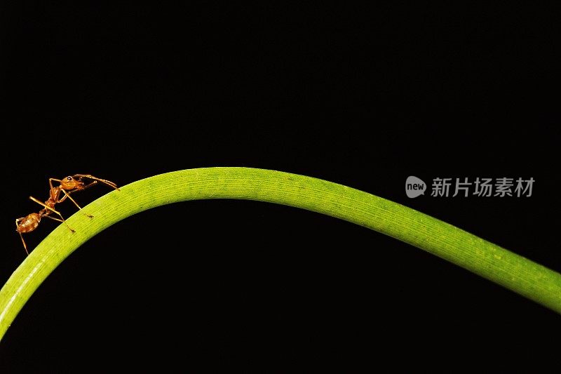 蚂蚁在长长的绿色曲线上行走。