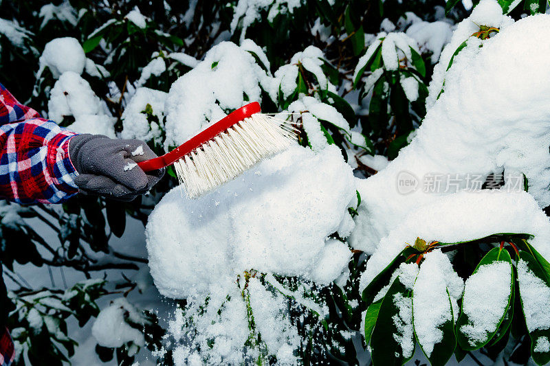 从杜鹃花灌木中清除积雪