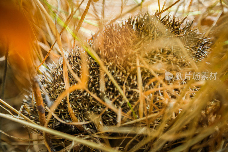 野生欧洲刺猬的肖像(欧洲刺猬)在草地在秋天