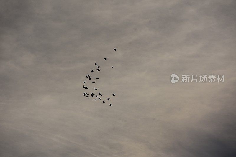 天空中有一群鸟