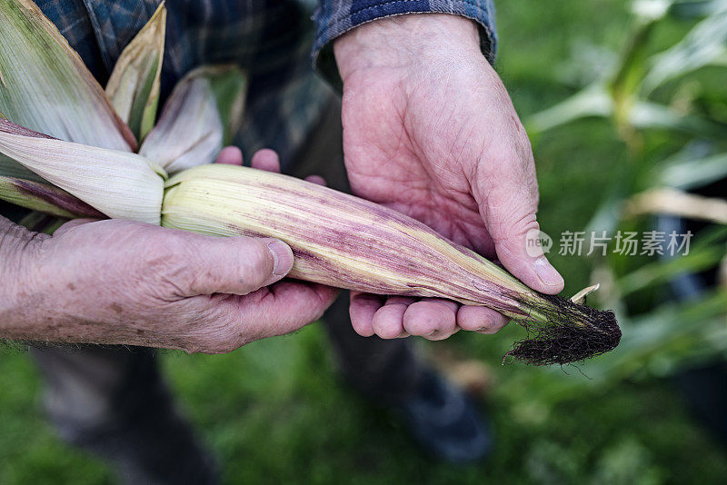 近距离观察老式玉米穗轴。