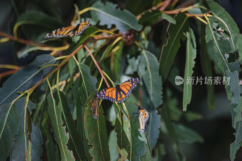 大斑蝶在树枝上的特写