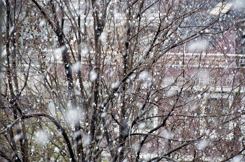 树枝上有雪。第一场雪。