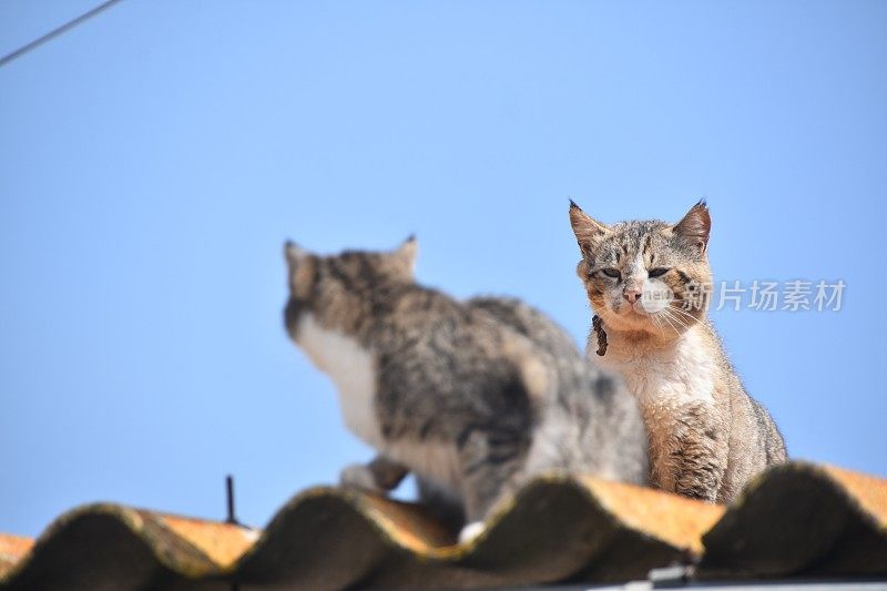 两只猫坐在屋顶上