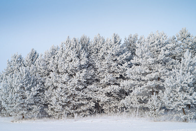 白雪覆盖的森林