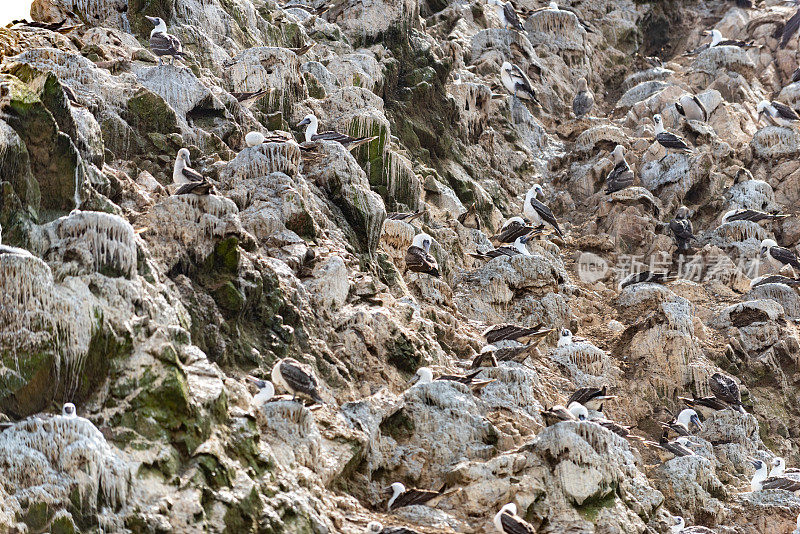 秘鲁巴列斯塔斯群岛国家保护区的南美海鸟